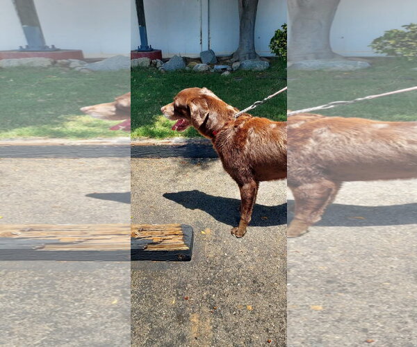 Medium Photo #5 Labrador Retriever-Unknown Mix Puppy For Sale in San Diego, CA, USA