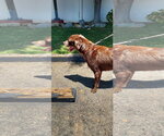 Small #4 Labrador Retriever Mix