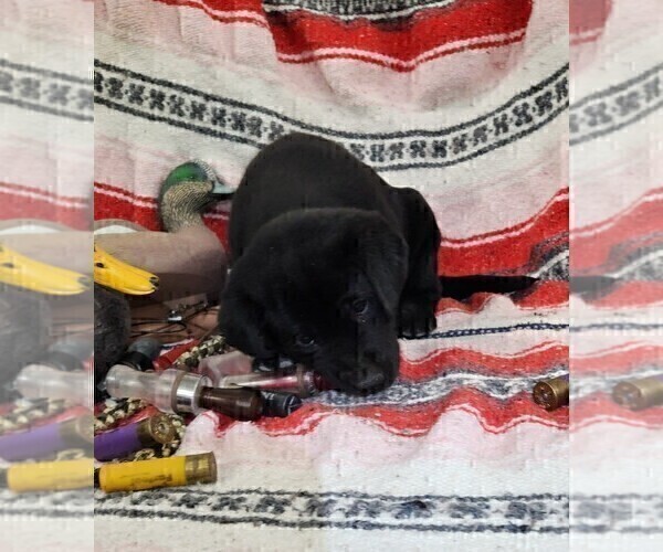 Medium Photo #5 Labrador Retriever Puppy For Sale in MERIDEN, KS, USA