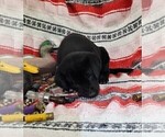 Small Photo #5 Labrador Retriever Puppy For Sale in MERIDEN, KS, USA