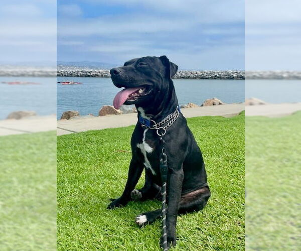 Medium Photo #28 Labrador Retriever-Unknown Mix Puppy For Sale in Lake Forest, CA, USA