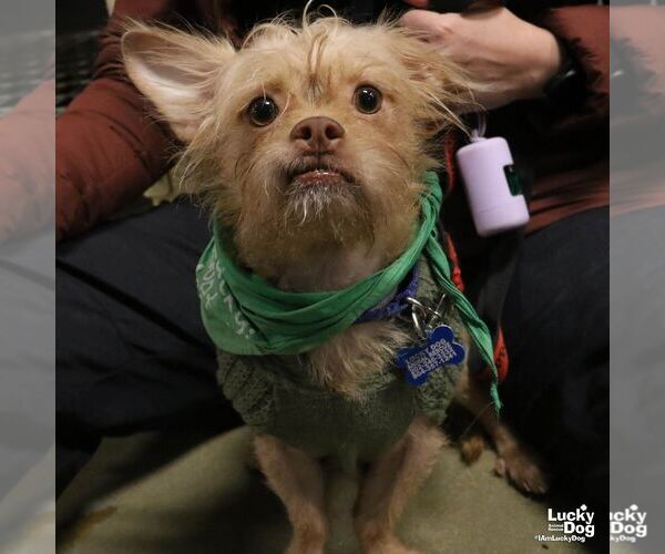 Medium Photo #1 Chihuahua-Unknown Mix Puppy For Sale in Washington, DC, USA