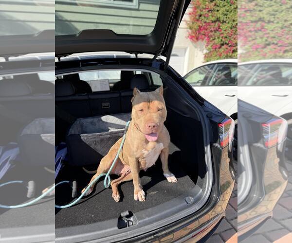 Medium Photo #3 American Pit Bull Terrier-Chinese Shar-Pei Mix Puppy For Sale in Incline Village, NV, USA