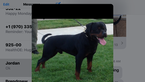 Small Photo #7 Rottweiler Puppy For Sale in OAKLEY, CA, USA