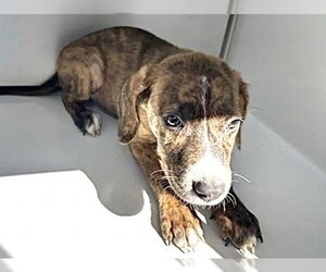 Labrador Retriever-Unknown Mix Dogs for adoption in Houston, TX, USA