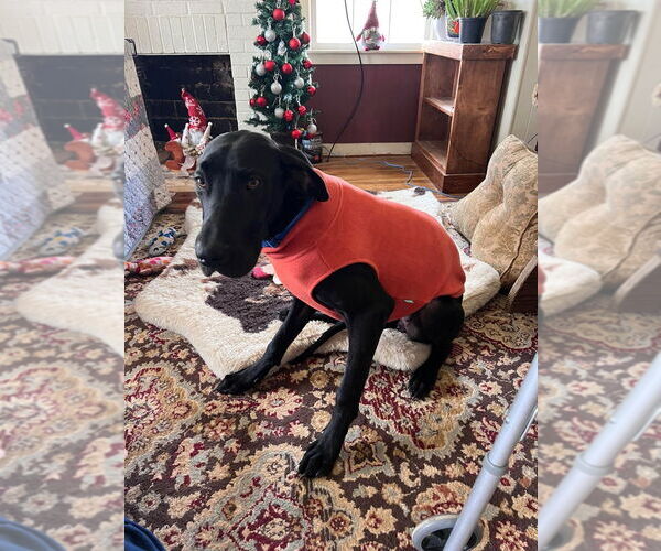 Medium Photo #6 Great Dane Puppy For Sale in Bullard, TX, USA