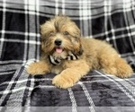 Small #5 Shih-Poo