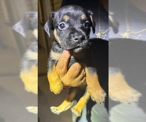 Labrador Retriever-Unknown Mix Dogs for adoption in San Antonio, TX, USA