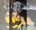 Small Labrador Retriever Mix