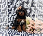 Small Photo #4 Cavapoo Puppy For Sale in STEVENS, PA, USA