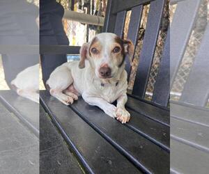 Medium Dachshund