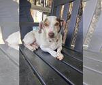 Small Dachshund