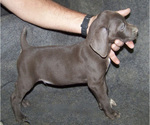 Small Photo #5 German Shorthaired Pointer Puppy For Sale in LITTLETON, CO, USA