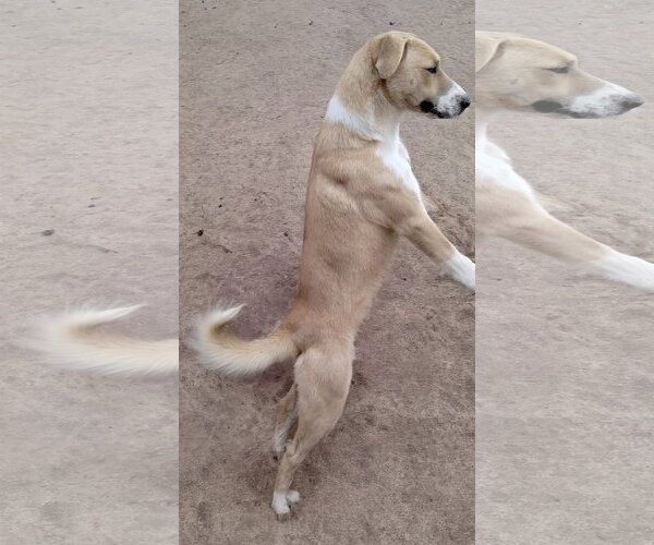 Medium Photo #6 Anatolian Shepherd-Labrador Retriever Mix Puppy For Sale in Apple Valley, CA, USA