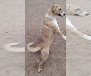 Seven Dwarfs - Male Anatolian Shepherd-Labrador Retriever Mix Dog for Adoption - Photo #6