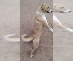 Small Photo #6 Anatolian Shepherd-Labrador Retriever Mix Puppy For Sale in Apple Valley, CA, USA