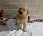 Puppy Izzy Golden Retriever