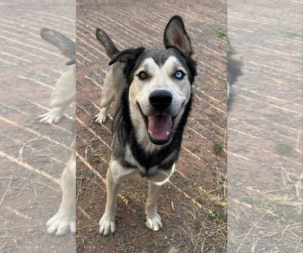 Medium Photo #2 Siberian Husky-Unknown Mix Puppy For Sale in Cedar Crest, NM, USA