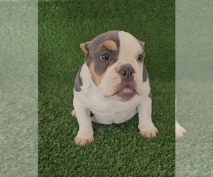 American Bully Puppy for sale in FONTANA, CA, USA