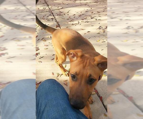 Medium Photo #3 German Shepherd Dog-Unknown Mix Puppy For Sale in Sacramento, CA, USA