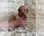Puppy Brown Boy Goldendoodle (Miniature)