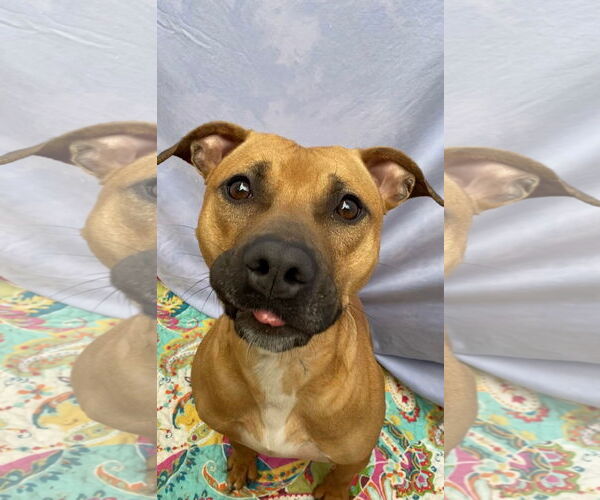 Medium Photo #8 American Staffordshire Terrier-Boxer Mix Puppy For Sale in Lexington, SC, USA