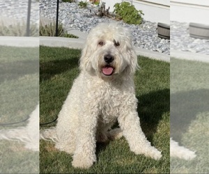 Father of the Double Doodle puppies born on 05/16/2025