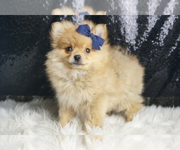 Medium Photo #49 Pomeranian Puppy For Sale in WARSAW, IN, USA