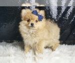 Small Photo #49 Pomeranian Puppy For Sale in WARSAW, IN, USA