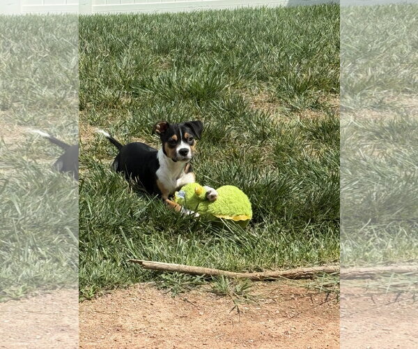 Medium Photo #2 Mutt Puppy For Sale in Fort Collins, CO, USA
