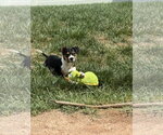 Small #1 Mutt
