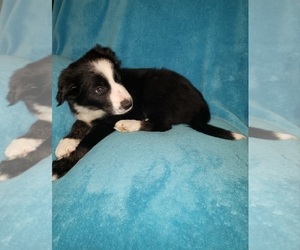 Border Collie Puppy for sale in AIKEN, SC, USA