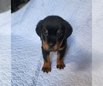 Small #23 Rottweiler
