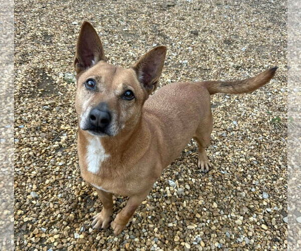 Medium Photo #2 Rat Terrier-Unknown Mix Puppy For Sale in Anniston, AL, USA