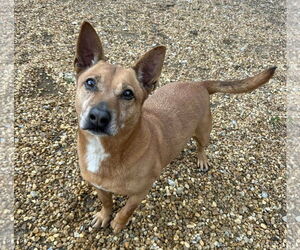 Harvey - Male Rat Terrier-Unknown Mix Dog for Adoption - Photo #2