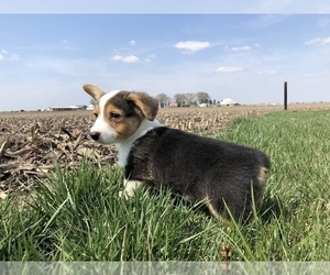 Pembroke Welsh Corgi Puppy for sale in ARTHUR, IL, USA