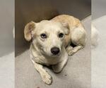 Small Australian Cattle Dog Mix