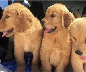 Golden Retriever Puppy for sale in SANTA ANA, CA, USA