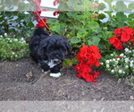 Small #3 Shih-Poo