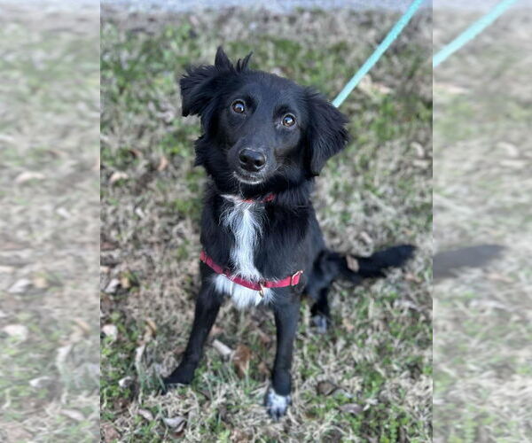 Medium Photo #2 Border-Aussie Puppy For Sale in Cookeville, TN, USA