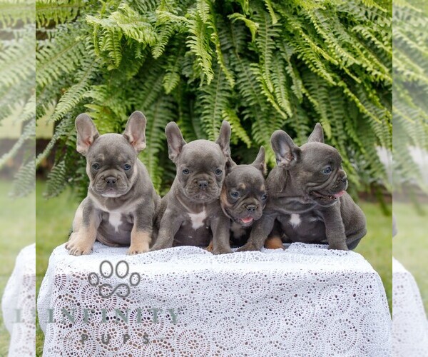 Medium Photo #2 French Bulldog Puppy For Sale in NARVON, PA, USA