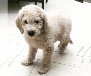 Goldendoodle Puppy for sale in OXNARD, CA, USA