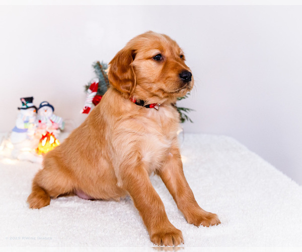 Medium Photo #5 Golden Retriever Puppy For Sale in WAKARUSA, IN, USA