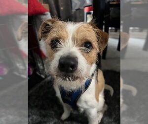 Mutt Dogs for adoption in Bellevue, WA, USA