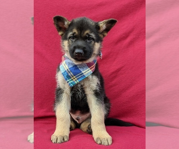 Medium Photo #5 German Shepherd Dog Puppy For Sale in NEW PROVIDENCE, PA, USA