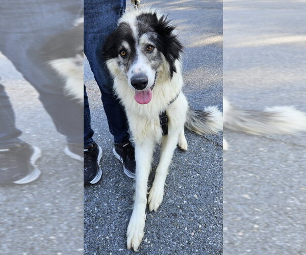 Medium Photo #2 Great Pyrenees-Unknown Mix Puppy For Sale in Silver Spring, MD, USA