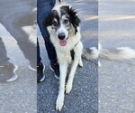 Small #1 Great Pyrenees Mix
