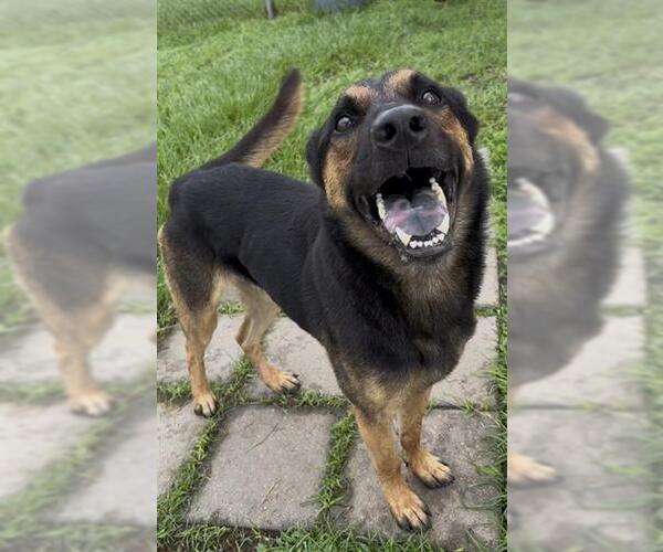 Medium Photo #2 German Shepherd Dog Puppy For Sale in Rosenberg, TX, USA