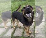 Small #1 German Shepherd Dog