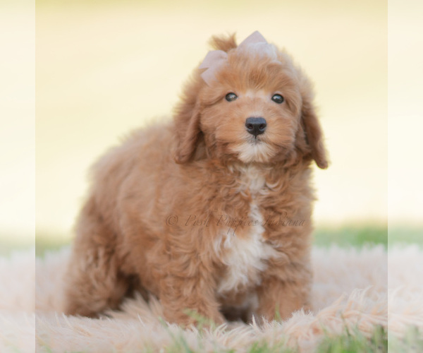 Medium Photo #5 Goldendoodle (Miniature) Puppy For Sale in WARSAW, IN, USA